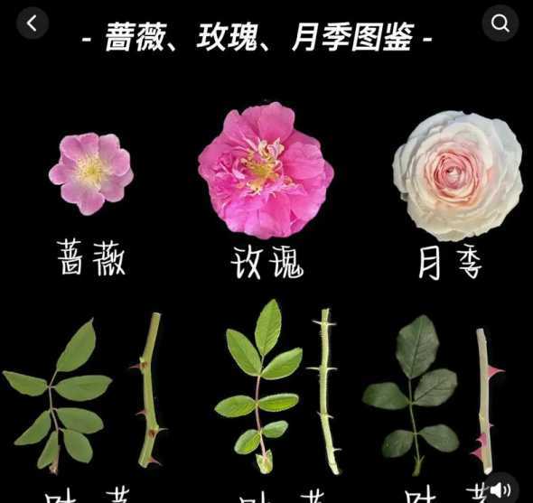 怎么分辨月季和玫瑰 如何分辨玫瑰和月季