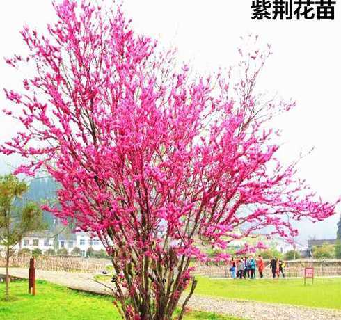 紫荆花10公分多少钱 谁知道100平米的房子做家装要多少钱