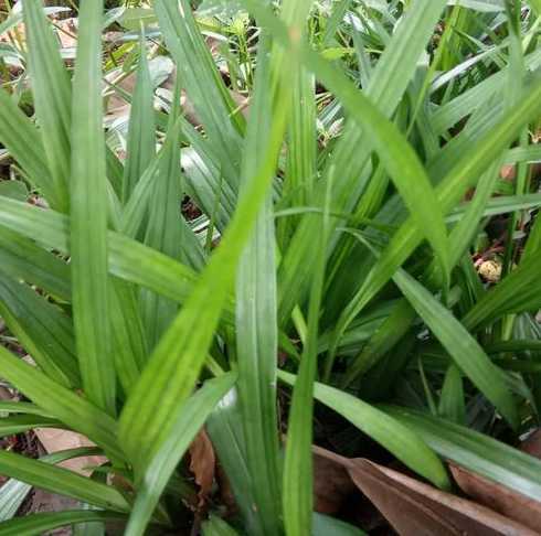 吉祥草播种要注意什么 惊蛰,花卉护理需要注意什么