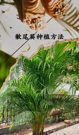 散尾葵移植后怎么浇水 散尾葵浇水时间和正确方法