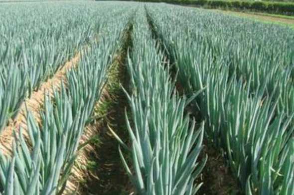 大葱是什么类型的植物 大葱属于什么植物类型