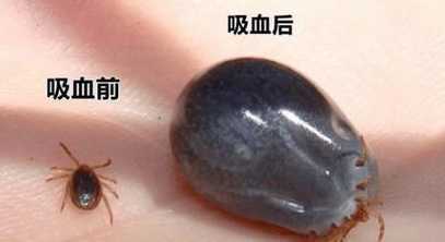 为什么我家里有草害虫 家里为什么会有虫子