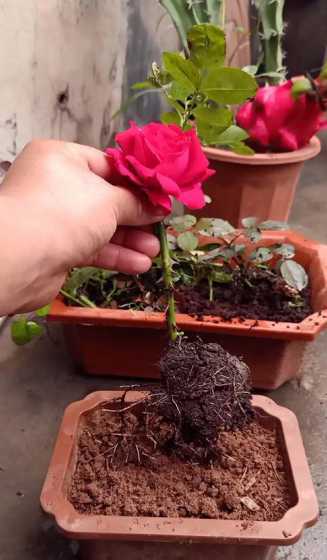 扦插的玫瑰怎么样养护 玫瑰花扦插怎么才能养出根