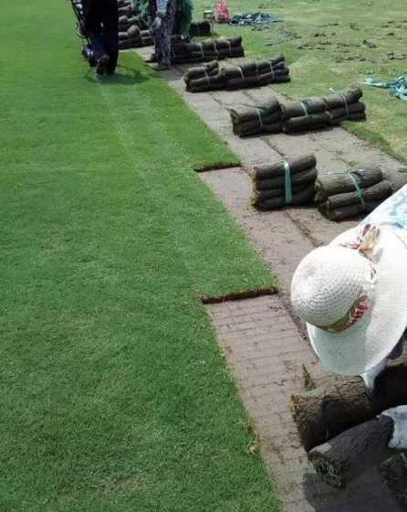 马尼拉草坪长绿期多久 马尼拉草四季常绿吗