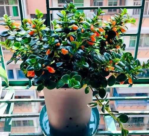 家养什么花不用晒太阳 什么花不用晒太阳还好养