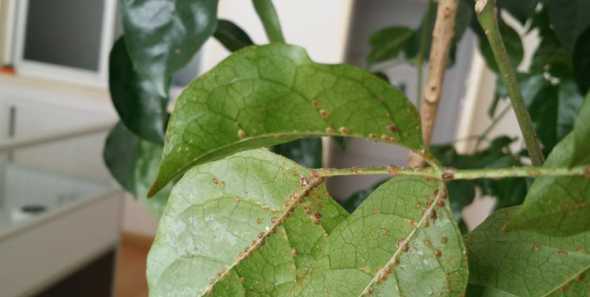 发财树上有腻虫怎么办 发财树生蚜虫怎么办
