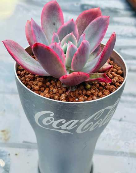 多肉植物为什么为变色 多肉植物为什么会变红变色