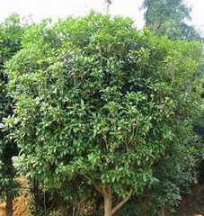 含笑树与桂花树哪个好 什么季节植树最好