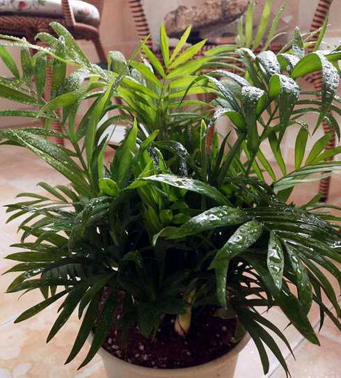 袖珍椰子应该怎么养护 袖珍椰子的养殖方法和注意事项