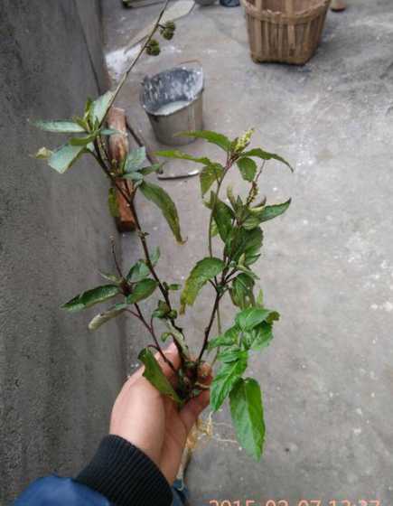 四季青种在什么地方好 四季长青什么时候种植四季青什么时候种植好