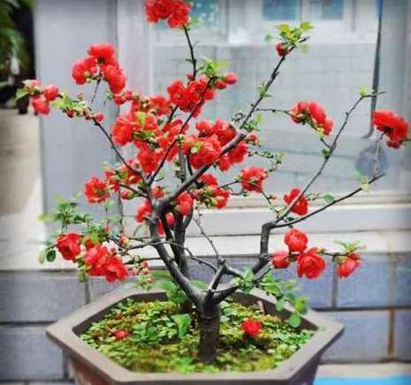 盆栽贴梗海棠怎么浇水 贴梗海棠的养殖方法