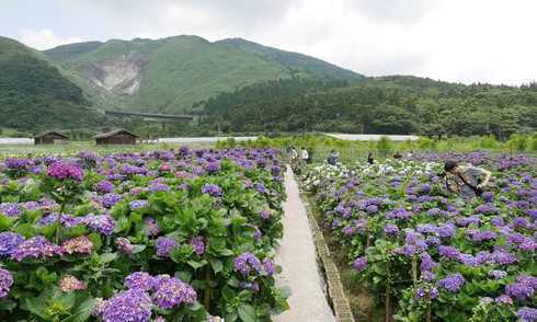 旅游家里的花怎么处理 出去旅游家里的植物怎么办