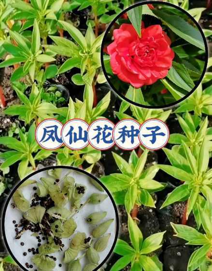 怎么样种凤仙花的种子 凤仙花种子怎么种植方法