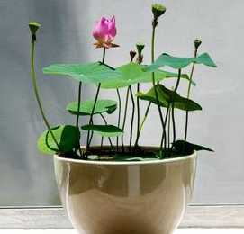 用水养鲜花水里加什么 鲜花在花瓶中用什么水养