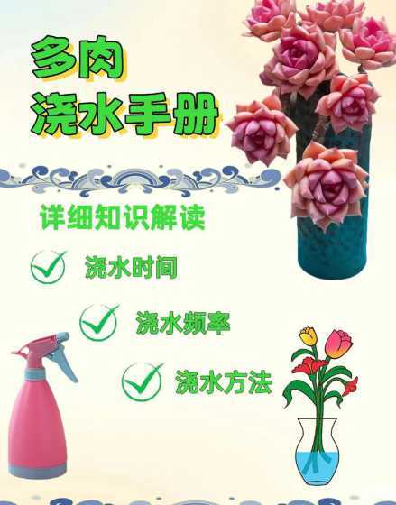 春天多肉植物怎么浇水 多肉植物怎么浇水