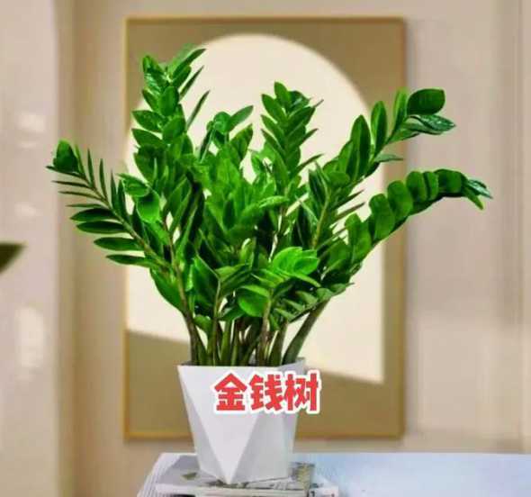 金钱树头太大怎么处理 石榴花怎么养