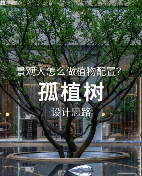 孤植树可设在什么位置 孤植树有哪些,孤植树有哪些知识