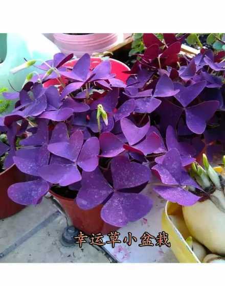 紫色幸运草用什么盆养 紫色幸运草栽培方法