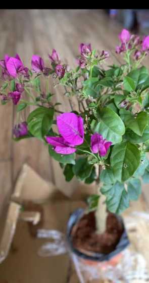 云南适合养什么盆栽花 昆明适合养植哪些花 昆明适合养什么花卉盆栽