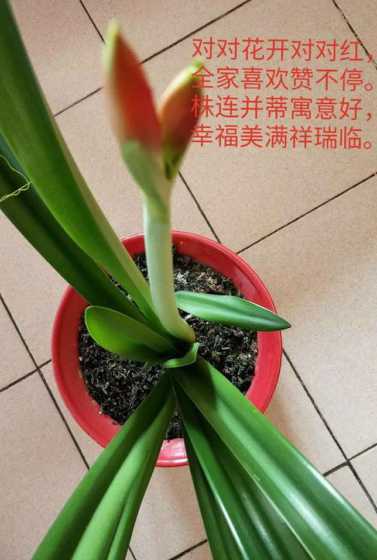 对红盆栽夏天怎么养护 红枫盆景夏天怎么养(盆栽红枫的养殖方法和注意事项)