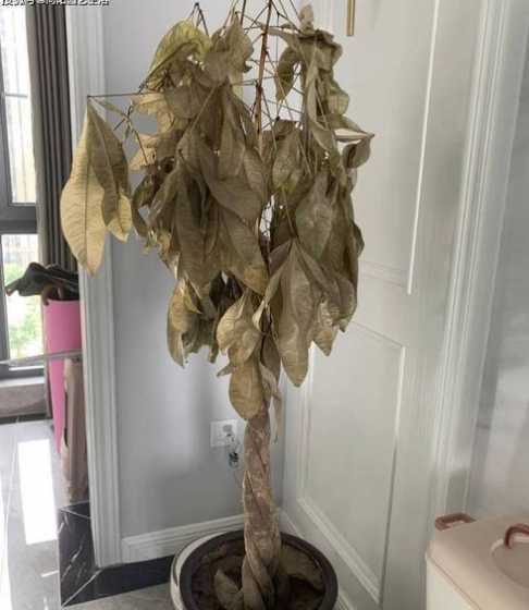 发财树为什么冬天会焉 为什么冬天养的发财树会掉叶