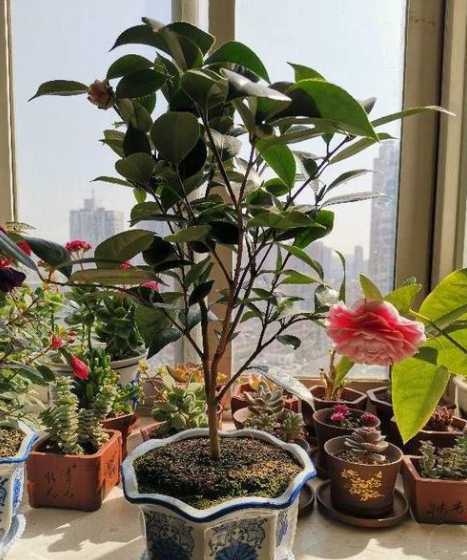 什么花适合屋里温度低 在屋里放什么花合适呢