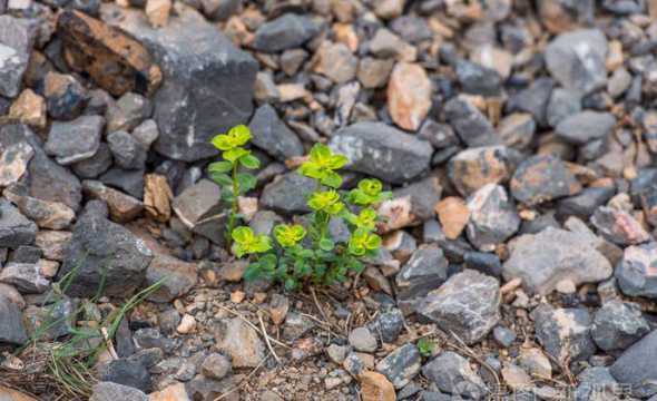 石头可以种植哪些植物 石头地适合种植什么 石头地适合种植哪些植物