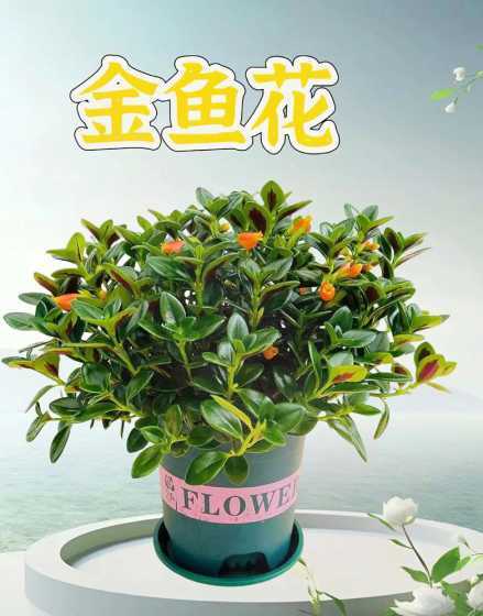 小金鱼花不开什么原因 小金鱼花怎么修剪