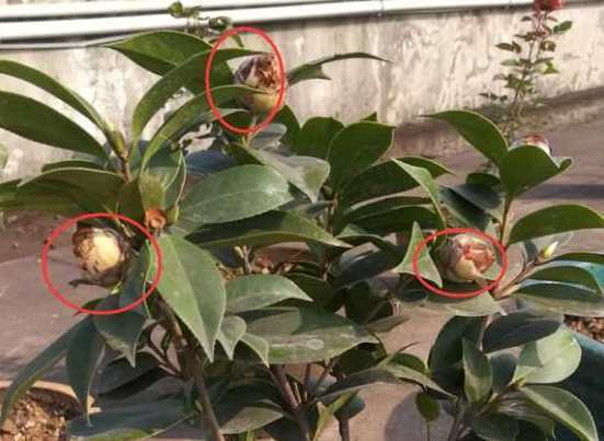 茶花冬天为什么掉果子 茶树上的果子叫什么