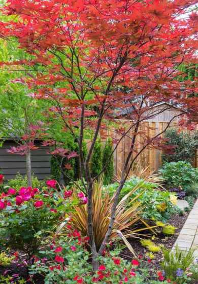 庭院中适合种哪些植物 家里庭院种什么植物风水好又旺财