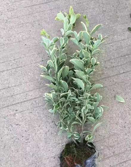 金边黄杨如何种植方法 金边黄杨种植距离怎么定