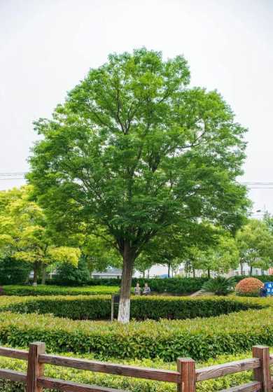 大型榉树种在哪个方位 榉树能种在房屋前面吗