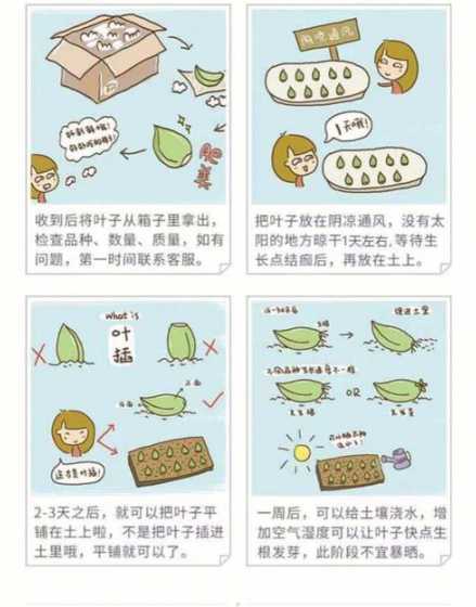 肉肉叶插为什么不发芽 多肉叶插长得慢怎么破,叶插多肉发芽后怎么长得很慢