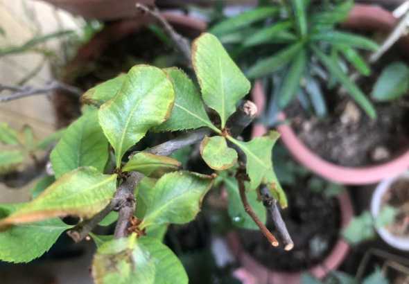 海棠叶子干了怎么补救 海棠叶子干了怎么办