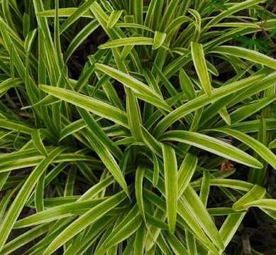 麦冬草多少钱一个平方 麦冬苗多少钱一亩