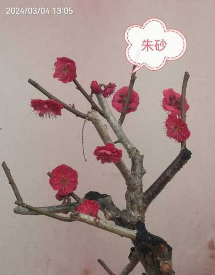 乌羽玉红须朱砂哪个好 红须朱砂和白须朱砂哪个更好