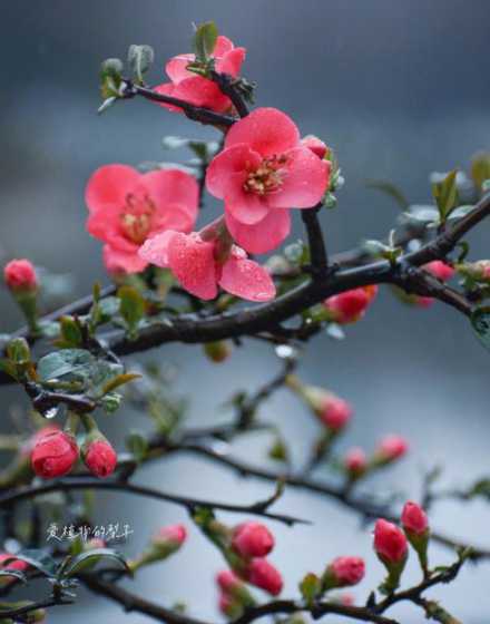 为什么海棠花喜欢雨淋 海棠花叶子被雨淋后掉叶子怎么办
