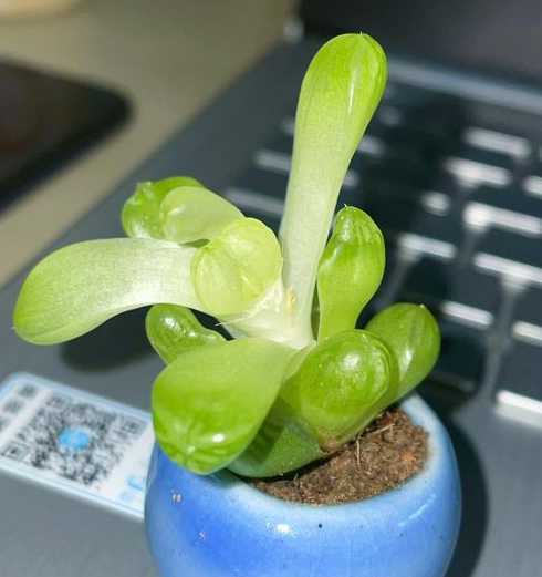 多肉玉露徒长了怎么办 玉露徒长了怎么办,徒长原因及处理方法