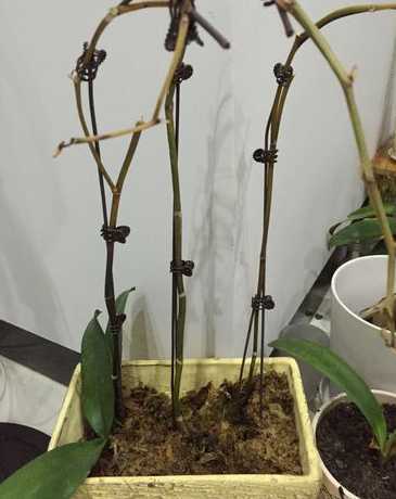 蝴蝶兰花瓣蔫了怎么办 蝴蝶兰的花蔫了怎么办