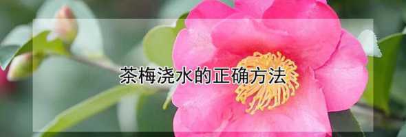 茶梅花冬季浇水怎么浇 茶梅怎么浇水