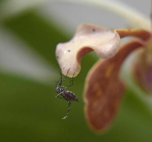 蚊虫对兰花有什么影响 我的兰花有蚊虫从土里爬出飞来飞去怎么办