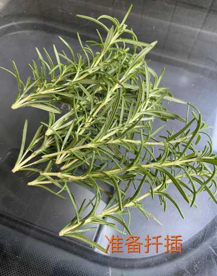 迷迭香扦插苗怎么防冻 世之雪怎么养