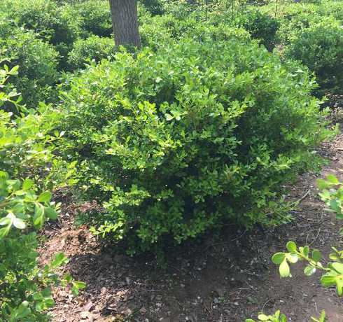 小叶黄杨一平米多少棵 200平方栽多少棵小叶黄杨