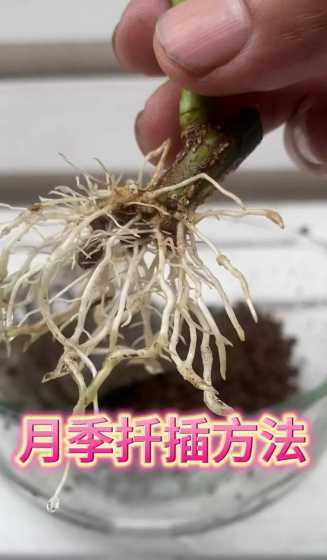 扦插月季成活怎么修剪 扦插月季,如何修剪枝头