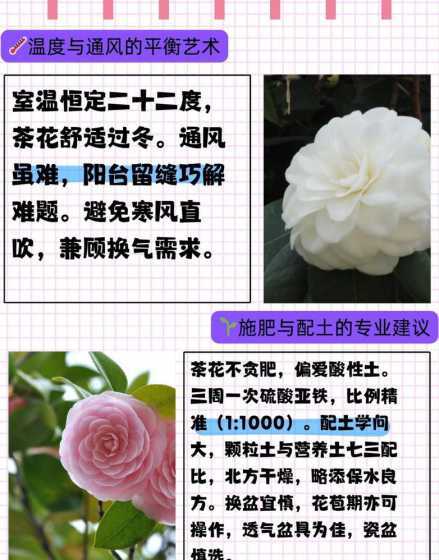 茶花在什么温度下养殖 茶花的温度要求
