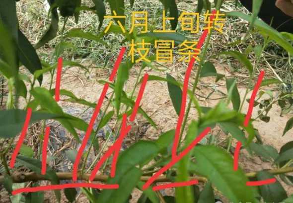 什么时候桃树不能修剪 桃树什么时候剪枝最好 结果后可以修剪吗