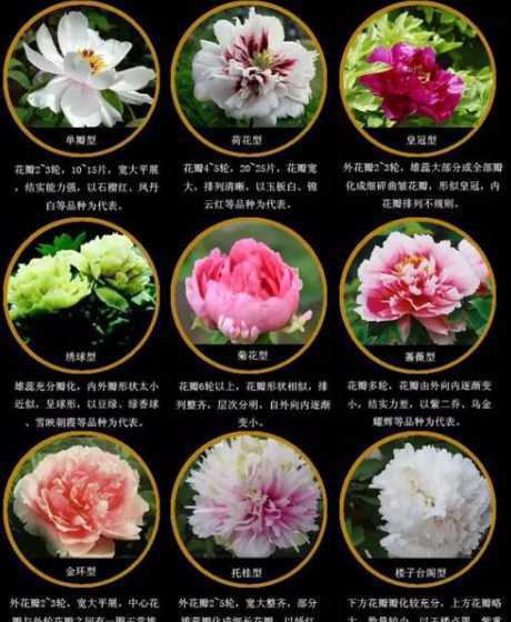 牡丹花语和寓意是什么 牡丹花的花语和象征的寓意是什么
