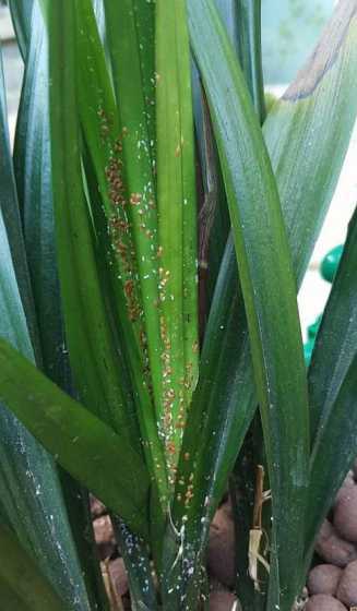 水仙为什么有白色的虫 洋水仙有哪些病虫害如何防治