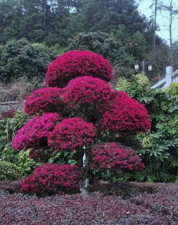 门口种什么风景树好看 家门口种什么植物好(适合种在家门口的风景树推荐)