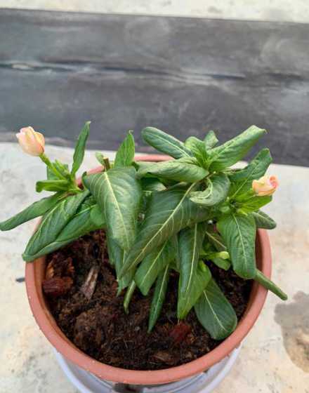 花草晒不了太阳怎么处理 家中养哪种花草不见太阳能活,